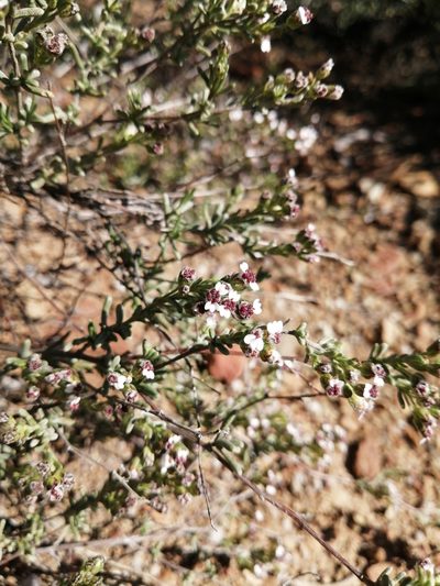 Eriocephalus capitellatus, photographed by Danie Palm