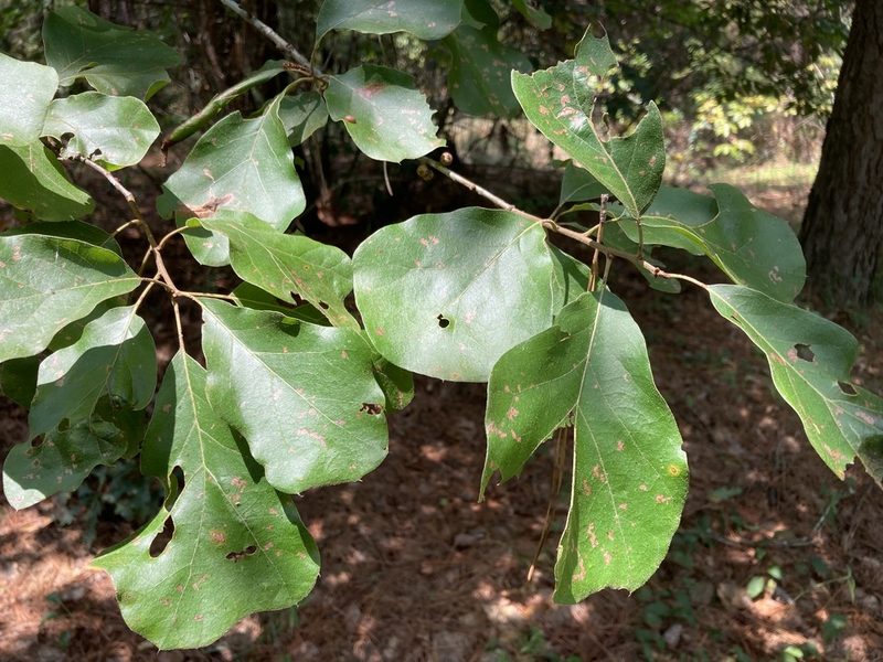 Quercus arkansana, photographed by Hill Craddock