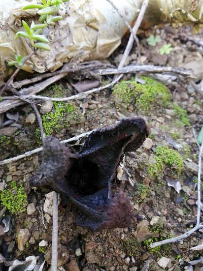 Hydnora africana, photographed by Danie Palm