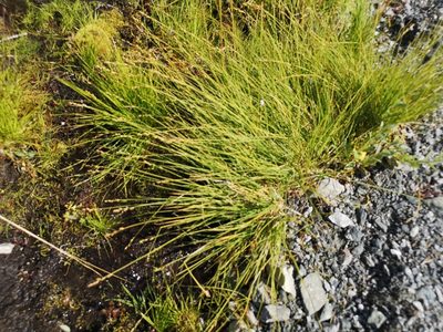Carex canescens, photographed by Jens-Christian Svenning