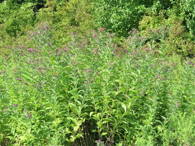 Vernonia baldwinii, photographed by henrya