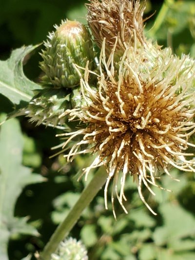 Cirsium remotifolium, photographed by Ellen Watrous
