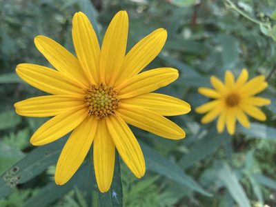 Helianthus divaricatus, photographed by Hill Craddock