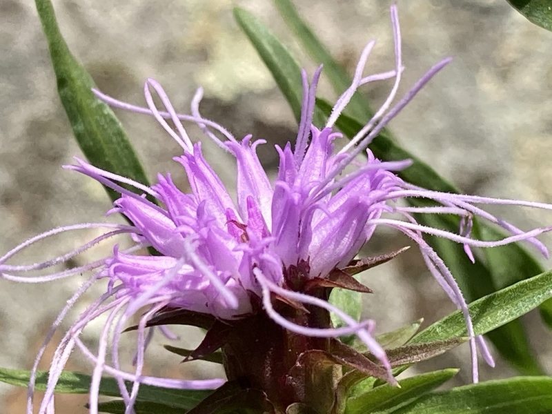 Liatris compacta, photographed by Hill Craddock
