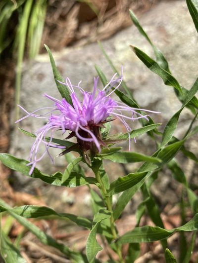 Liatris compacta, photographed by Hill Craddock