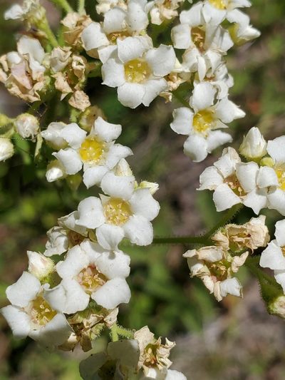 Boykinia major, photographed by Ellen Watrous