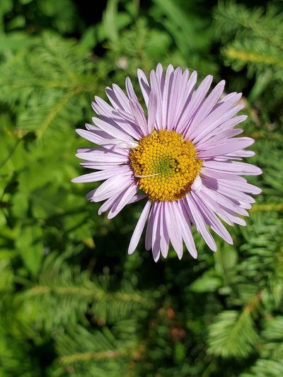 Erigeron aliceae, photographed by Ellen Watrous