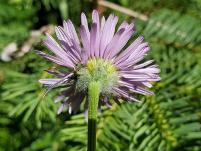 Erigeron aliceae, photographed by Ellen Watrous