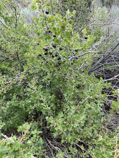 Ribes leptanthum, photographed by Elliott Gordon