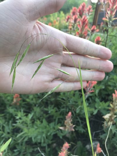 Bromus porteri, photographed by Ryan Donnelly