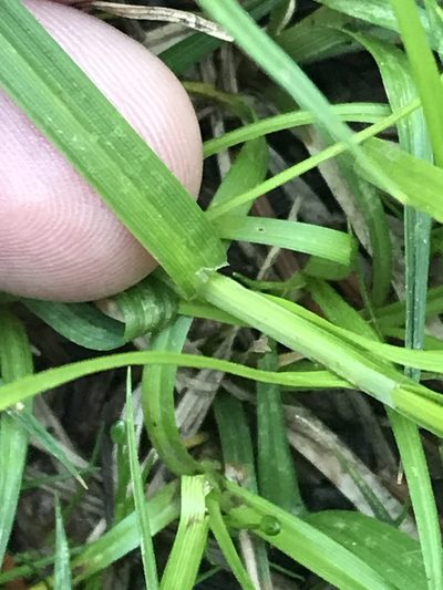 Carex stevenii, photographed by Ryan Donnelly
