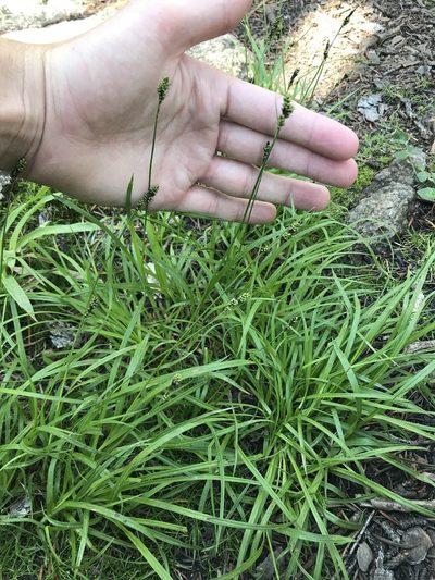 Carex stevenii, photographed by Ryan Donnelly