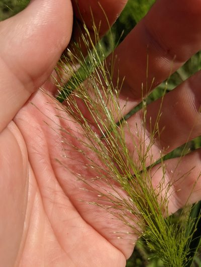 Eragrostis hirsuta, photographed by Cleveland Powell