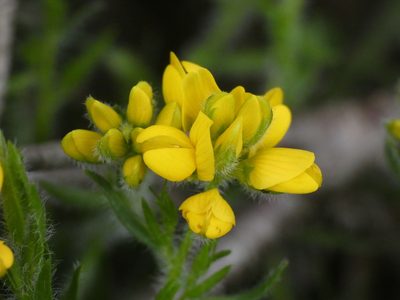 Genista hispanica, photographed by Yves Bas