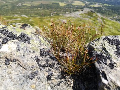 Oreojuncus trifidus, photographed by Jens-Christian Svenning