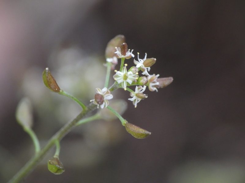 Hornungia petraea, photographed by Yves Bas