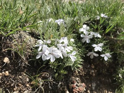 Phlox condensata, photographed by Ryan Donnelly