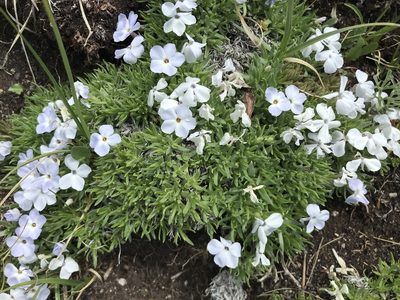 Phlox condensata, photographed by Ryan Donnelly