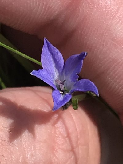 Campanula uniflora, photographed by Ryan Donnelly