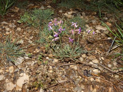 Matthiola fruticulosa, photographed by Yves Bas