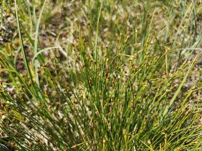Trichophorum cespitosum, photographed by Jens-Christian Svenning