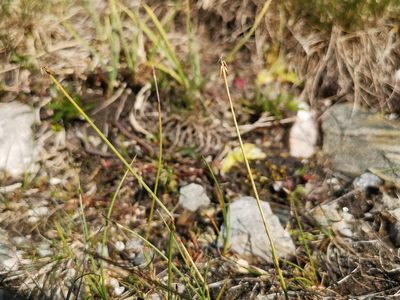 Carex pauciflora, photographed by Jens-Christian Svenning