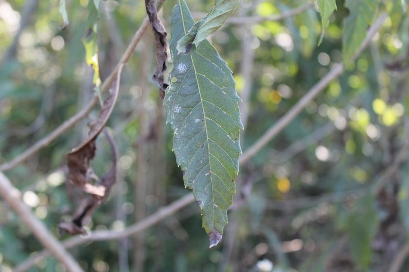 Verbesina robinsonii, photographed by Alexis López Hernández