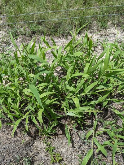 Urochloa texana, photographed by Cleveland Powell