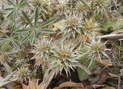 Eryngium armatum, photographed by Cricket Raspet