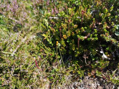 Tofieldia pusilla, photographed by Jens-Christian Svenning
