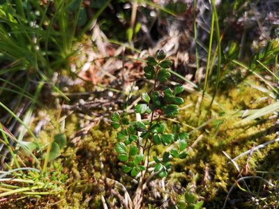 Thalictrum alpinum, photographed by Jens-Christian Svenning