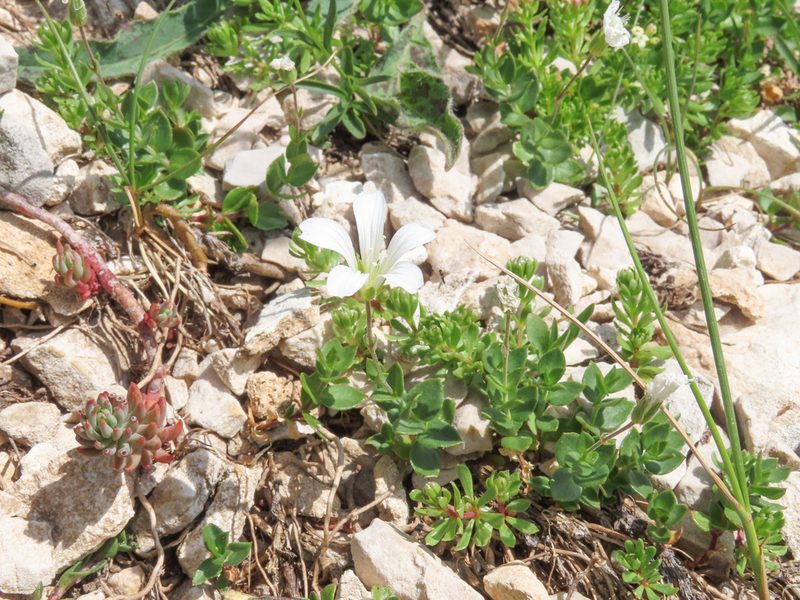 Arenaria bertolonii, photographed by Emanuele Santarelli