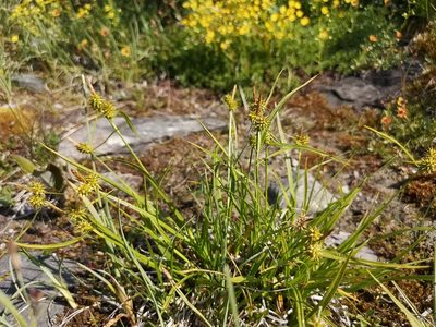 Carex flava, photographed by Jens-Christian Svenning