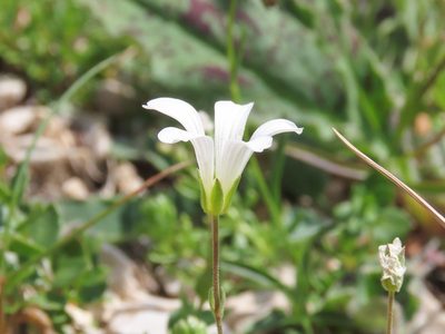 Arenaria bertolonii, photographed by Emanuele Santarelli