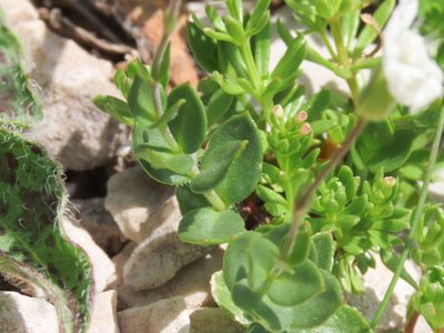 Arenaria bertolonii, photographed by Emanuele Santarelli
