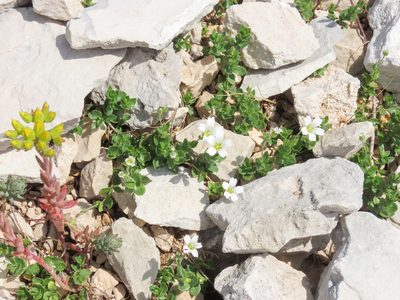 Arenaria bertolonii, photographed by Emanuele Santarelli