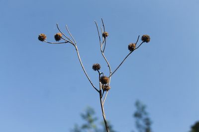 Verbesina robinsonii, photographed by Alexis López Hernández