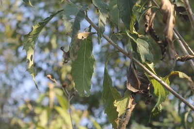 Verbesina robinsonii, photographed by Alexis López Hernández