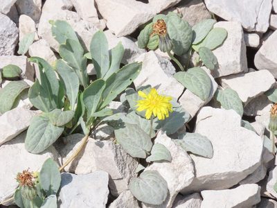 Crepis pygmaea, photographed by Emanuele Santarelli