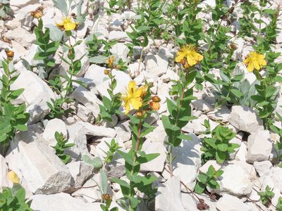 Hypericum richeri, photographed by Emanuele Santarelli