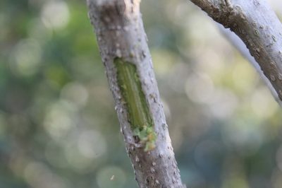 Verbesina robinsonii, photographed by Alexis López Hernández