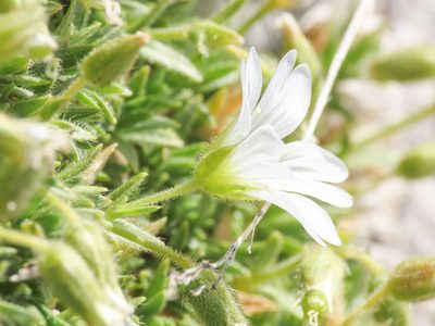 Cerastium thomasii, photographed by Emanuele Santarelli