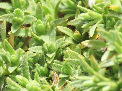 Cerastium thomasii, photographed by Emanuele Santarelli