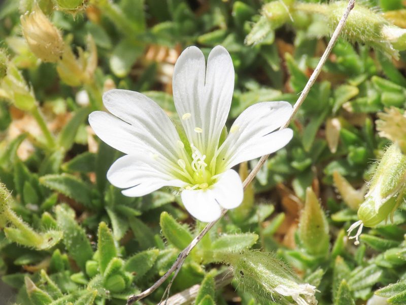 Cerastium thomasii, photographed by Emanuele Santarelli
