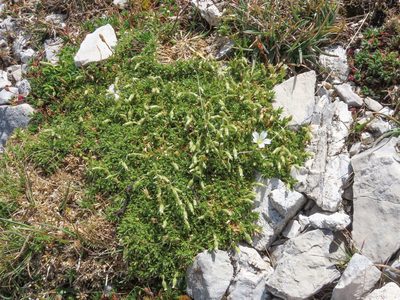 Cerastium thomasii, photographed by Emanuele Santarelli