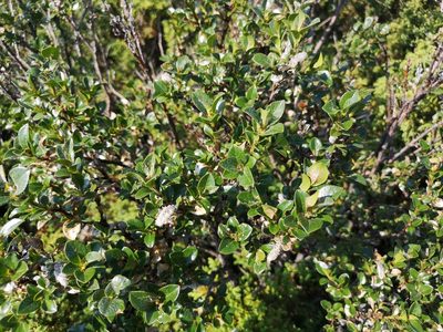 Salix myrsinites, photographed by Jens-Christian Svenning