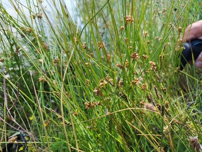 Juncus filiformis, photographed by Jens-Christian Svenning