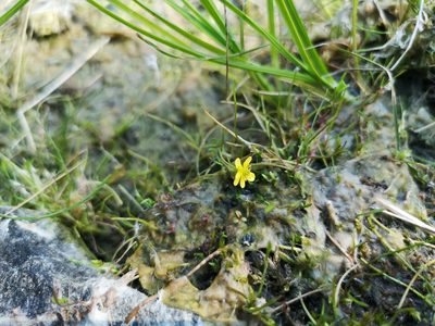 Ranunculus reptans, photographed by Jens-Christian Svenning