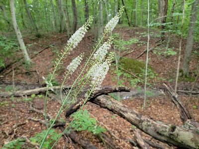 Actaea racemosa, photographed by Elias