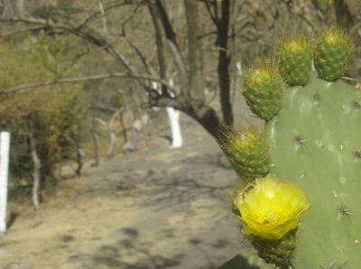 Opuntia velutina, photographed by Martín Sánchez Vilchis